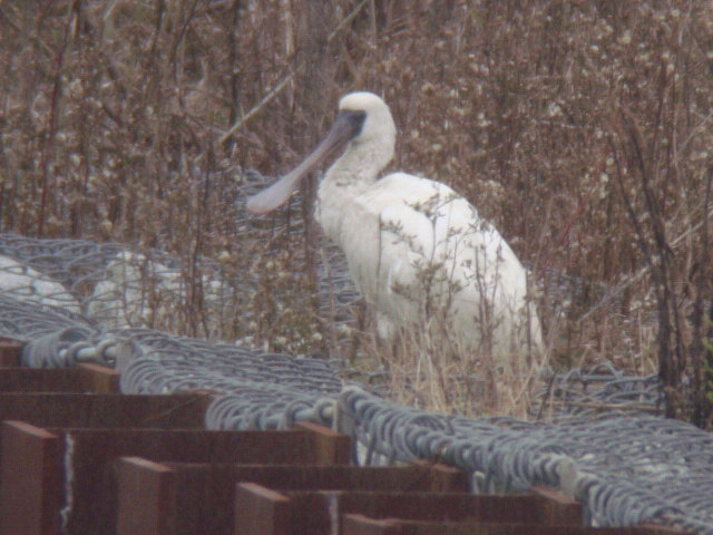 北浦に、珍鳥クロツラヘラサギが出ているとの情報で、小雨降る中を見に行ってきました。<br />ついでに、北浦湖岸でバードウォッチングを楽しんできました。<br /><br />写真が、珍鳥クロツラヘラサギです。<br /><br />※ 2015.12.29 位置情報登録