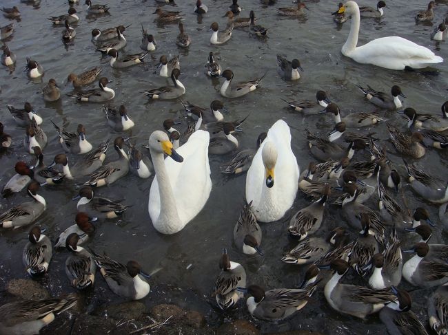 朝方に白鳥の鳴き声をよく聞くようになった季節。<br /><br />白鳥さんに会いに瓢湖に行って来ました。