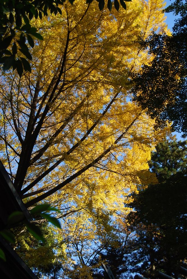 11月23日、午後1時頃、多門院の横にある神明社を訪問した。<br />神明社は所沢では有名な神社で正月の三が日には長蛇の列があり、大変なにぎわいを見せるところである。<br />この日に訪れたのは境内の中にある銀杏の黄葉を見たかったからである。　この日は訪問者が少しいたが静かなたたずまいをしていた。<br /><br /><br /><br /><br /><br />＊写真は鎮守の森の中で一際輝いている銀杏の黄葉