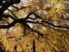 紅葉回廊・西善寺