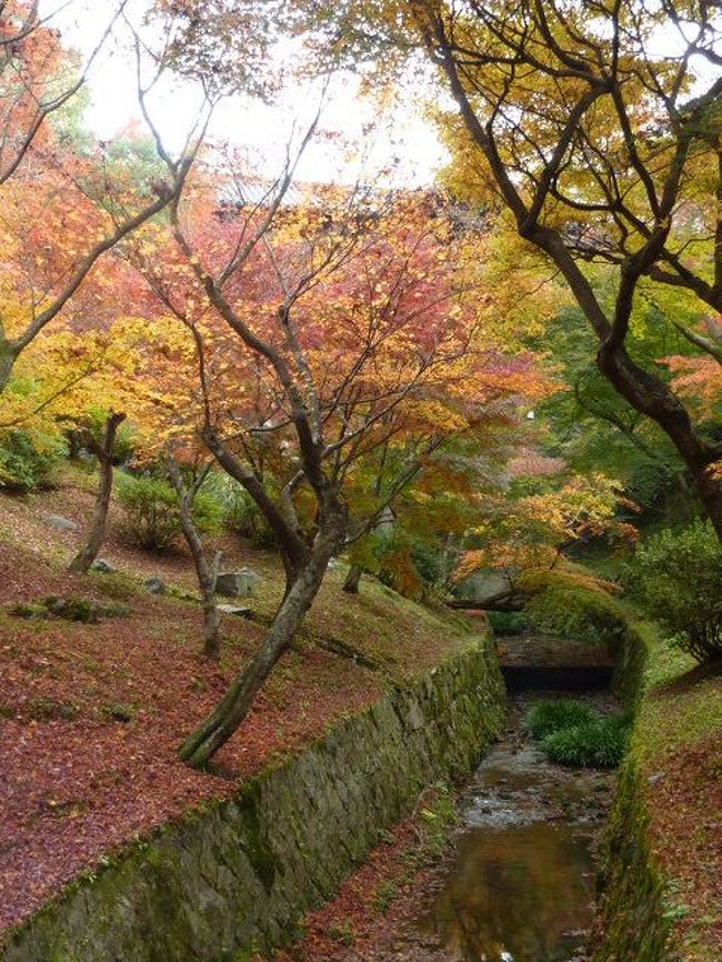 京都(1)の続きです。<br />余りに紅葉がすばらしいので、写真を撮り過ぎました…<br /><br />春の桜もいいけれど、わたしは秋の紅葉の方がやっぱり好きです。<br />花粉症もないしね…ｗ
