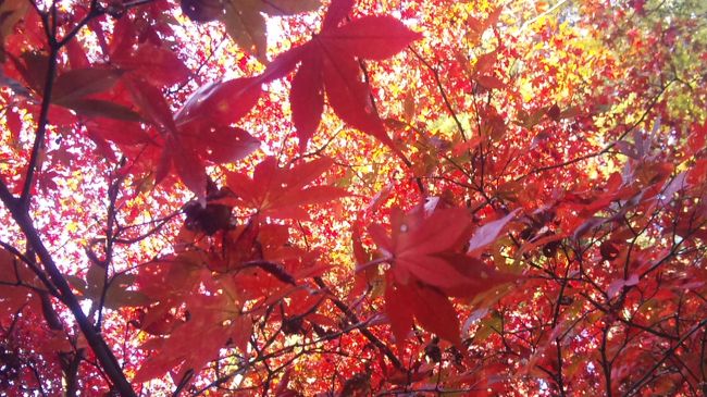 秋と言えば「食欲の秋」「読書の秋」「紅葉の秋」。<br />寒いと例え晴れていても部屋（棲家）から一歩も出ないが，ここのところ暖かいので，ぷらっと遠出を。<br />そういえば，箱根は3〜4ヶ月（･･･）に1ぺんくらいは行くのに，手前の大雄山最乗寺は10年以上行ってないなー。高校のとき以来？あれ？大学の遠足だっけ？<br />紅葉してるかも（終わってるかも）。でもおいしい食べ物くらいあるかも。てノリで，糸の切れた凧のようにフラッと行って来ました。