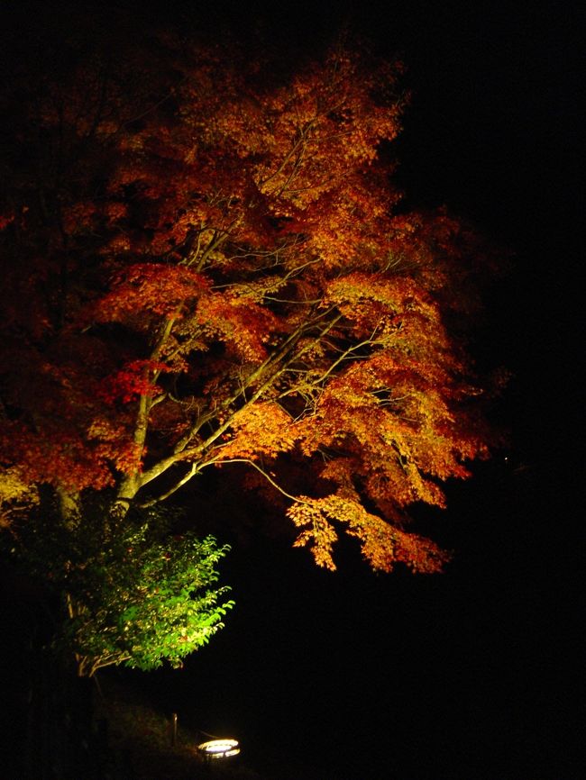 仕事終わりに同僚たちと愛知県で紅葉で有名な【香嵐渓】に行ってきました。<br />天気にも恵まれ、紅葉はライトアップされてて綺麗でした(^^♪<br /><br />夜景撮影なので、今回もいつものごとく<br />【デジカメが古いから夜景は綺麗に撮れないよなぁ。。。】<br />と思っていましたが、帰る直前に実は自分がデジカメを使いこなせていないことが判明(￣□￣;)!!!!!<br />今まで、デジカメのせいにしててゴメンなさいm(__)m<br />これからちゃんと勉強します。<br /><br />とゆーことで、<br />拙い写真ですが【香嵐渓】の良さが<br />少しでも伝わっていただけたらと思います。<br />ホントはもっと綺麗ですよ(^^)<br /><br />では、どうぞ！！<br />