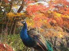 裏つくば紅葉探しドライブ