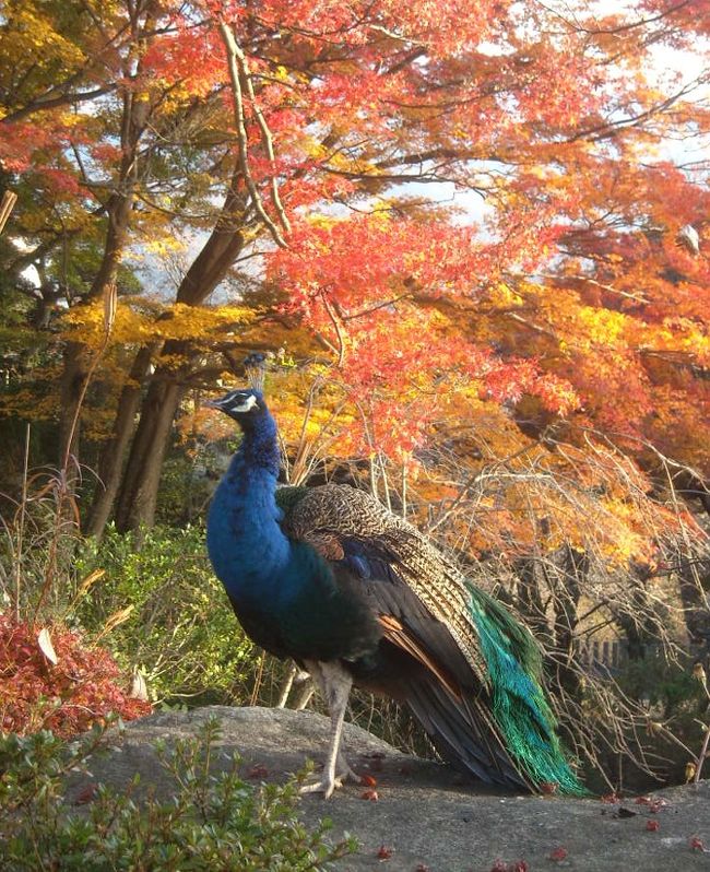 今年最後の紅葉狩りは近場の里山へ。<br />今回は、八郷から裏つくばとなる林道をドライブしてきました。関東の清水寺の呼び名もある「西光院」と<br />最後に、”お寺ともみじ”の図を探して「雨引観音」にも行ってみました。<br />自宅から、そう遠くはない山ながら、まだ通った事のないルートで、なかなか楽しく景色を眺めてこられました。<br /><br />