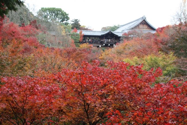出かけたついでに午後から東福寺と今熊野観音寺の紅葉を楽しみました。<br />東福寺は平日なので比較的すいていました。それでも観光バスが到着すると一瞬人であふれかえります。<br />紅葉は見ごろとのことでしたが、少し盛りを過ぎているように思いました。<br />退耕庵や思いがけず公開していた室町庭園の即宗院の紅葉は正に見ごろでした。<br /><br />即宗院拝観料　２００円<br /><br />今熊野観音寺は、東福寺から少し歩いたところにある泉湧寺の塔頭です。静かに紅葉を鑑賞できます。<br /><br />境内　無料
