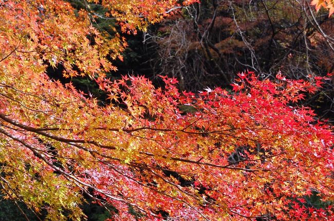 関東で一番紅葉が遅いと云われている養老渓谷を訪ねた。<br />１２月の中旬まで楽しめる様で、１１／２７はまさに紅葉真っ只中だった。<br />土日は大混雑が予想されるので、平日の金曜日に休暇を取って行って来たが、予想以上に道路は空いていて、ゆっくりと紅葉を楽しめることが出来た。<br />赤や黄色の色づいた渓谷の紅葉は目を楽しませてくれた。