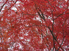 南アルプス市　芦安温泉付近の紅葉