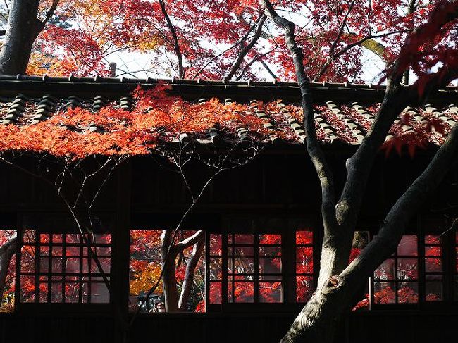 紅葉回廊 本土寺 松戸 千葉県 の旅行記 ブログ By もろずみさん フォートラベル