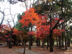 代々木公園の紅葉