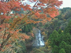 養老渓谷の紅葉