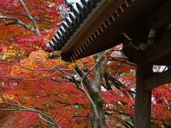 紅葉の京都2009～にぎわいの嵐山から竹林と紅葉の嵯峨野巡りへ