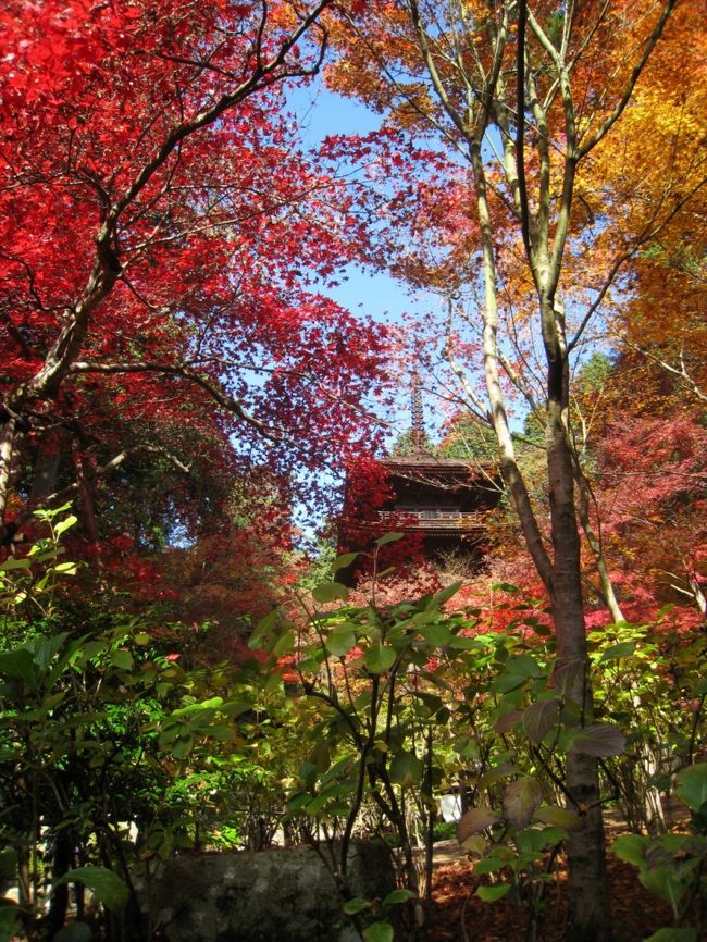 今年で3年連続京都紅葉見学は、交通が不便なところを周ろうということで、湖東三山を選びました。<br />　でもとても全部は無理なので、金剛輪寺からスタ−トして百済寺に、西明寺はパスして永源寺に行きました。<br /><br />今回の旅行の日程は<br /><br />　1日目　東京（新幹線ひかり）〜米原<br />　　　　　金剛輪寺、百済寺、永源寺　京都泊<br />　2日目　光明寺、仁和寺　　　　　　京都泊<br />　3日目　大原野神社、花の寺（勝持寺）<br />　　　　　午後　京都（新幹線のぞみ）〜東京着