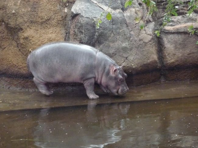 神戸の王子動物園です。パンダで有名ですが今回の目的はカバの赤ちゃんです。