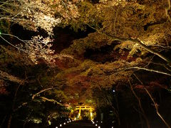 2009紅葉だより◆日吉大社の紅葉ライトアップ（滋賀県大津市）