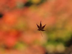 好古園と姫路城周辺の紅葉