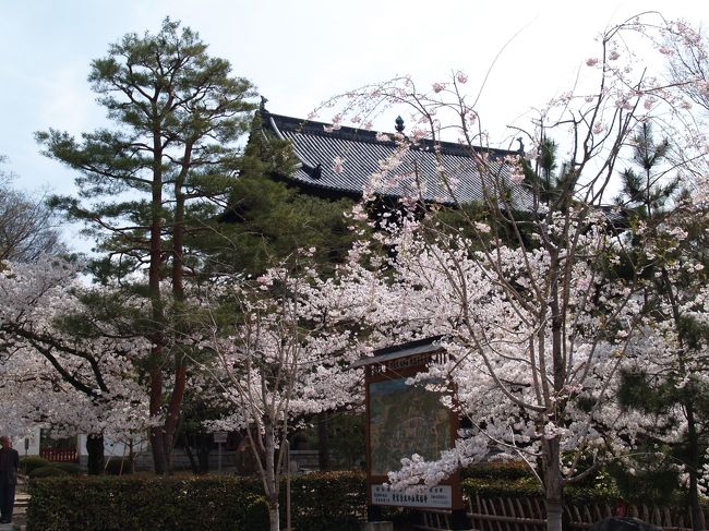 　鎌倉建長寺のお坊さんから、「萬福寺の庭を理想として庭を一生懸命に手入れしている。」と言われて、早速、京都萬福寺を訪れた。JR黄檗駅を降りて案内板を見ていると、宿坊の親爺さんが、坐禅研修するお客さんを案内するところだ。後に付いて行った。<br />　萬福寺の門前には年配のボランティアの方がいたので寺を案内してもらった。「萬福寺の庭は素晴しいと聞いて来たのですが。」と言うと、「ではあの方丈の横にでもあるのかな？」と言う。今だ見たことはないそうだ。寺の人に、「庭があるようだけど、年に50回以上お寺に足を踏み入れている私でさえも見たことがない。」と言うと、「誰にも見せてはないんですわ。人を入れると庭が荒れますから。」と答える。なるほど、そうやって庭を守ってきているのか。<br />　天竜寺で5、6人の庭師を引き連れた親方がいたので聞いてみた。「萬福寺の庭はご覧になったことはありますか？」「立派な庭があるとは聞いていますが、まだ見たことはないんです。ぜひ見てみたいものです。」竜安寺で中庭の説明をしている人にも聞いてみた。「1、2度見せてもらったことがあります。袖の下を渡して。」そういえば、新井薬師のお坊さんが、「見学にいったら、案内人に心付けを渡すと普段は見られないところまでも見せてくれますよ。」と言っていた。目が行き届くのならば、普段は公開していないところでも見せられるものだ。鎌倉覚園寺のお坊さんが言っていた。「参拝者に付いて案内しているので、仏さまを身近で見せられる。」いたずらをする参拝者が後を絶たないために、時間を決めて案内しているそうだ。そういえば、大徳寺で4、5人でお坊さんの説明を聞いていたら、廊下の竹を外して奥の座敷に通してくれた。「この建物は沢庵和尚が堺に行って、お布施でもらってきたものだ。ここで秀吉と利休がこの石の上に花を生けて話したのでしょう。さっきの座敷は国宝だが、こっちは重文。」と説明してくれました。<br />　萬福寺の庭は、妙心寺退蔵院で買い求めた2冊の京都の庭園の写真集にも1枚の写真も載ってはいません。ぜひ一度でも見られたらと願う庭です。<br />（ボランティアの方の説明を熱心に聴いていたのでたいして写真がありません。）