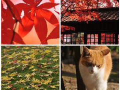 紫陽花も素晴らしいけど、紅葉も素晴らしい四季の寺・本土寺