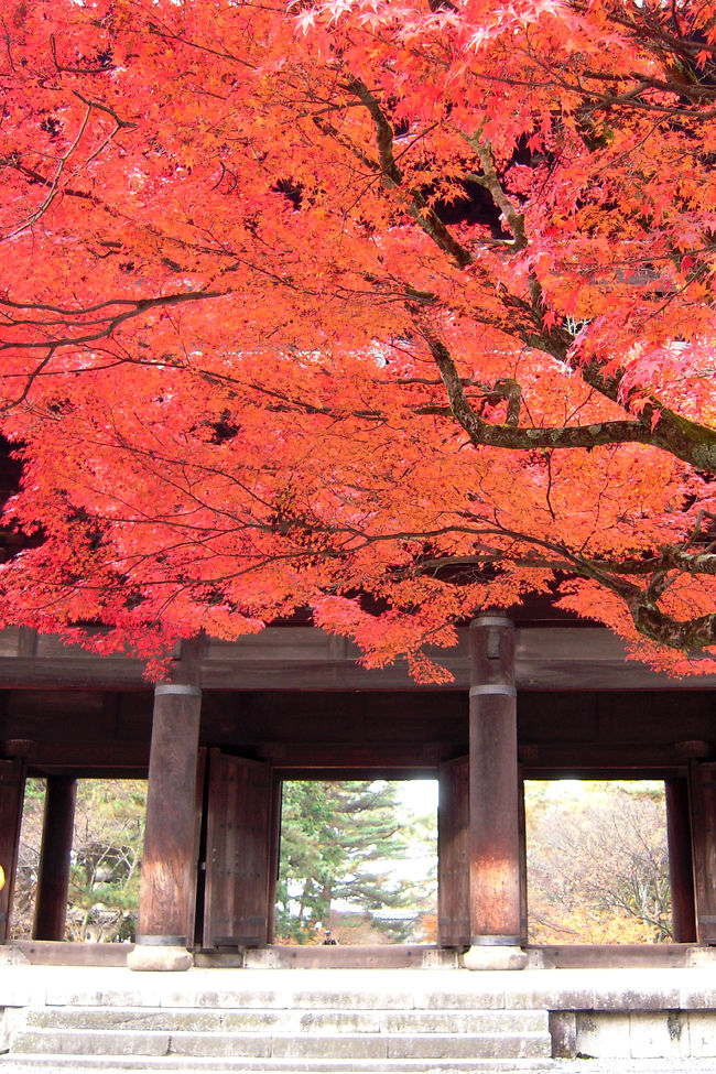 今年は絶対、南禅寺＆永観堂の紅葉を見に行きたいと思っていた。<br />でも、紅葉の永観堂というくらいだから、<br />京都の紅葉見物の寺院できっと1･2を争う混雑だろう。<br />だから、旦那様の平日休みを利用して、私は有給取得で紅葉狩りに♪<br />旦那様の平日休みが増えたことにより、<br />私の有給取得率がグングンとうなぎ上り。。。（笑）<br />このままでは、無くなっちゃうんじゃない？という一抹の不安もありますが、<br />大丈夫、元気でさえあれば遊びで休んでいいんです。。。<br /><br />東山方面の紅葉は、10年近く前に行ったきりなので本当に久しぶり。<br />9時開園の永観堂に合わせて、8時過ぎ南禅寺へ。<br />まだ人も少ない南禅寺の紅葉を楽しみながら、<br />境内から水路閣までのお散歩を楽しみました♪<br /><br />この旅行記は4編で構成しています。<br />まずは南禅寺の紅葉の様子をご紹介。<br /><br /><br />南禅寺　　http://www.nanzen.com/