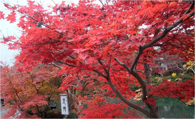 　ドイツ在住の友人が一時帰国…、秋の日本を案内するとなれば、やはり京都でしょう。<br /><br />　そんなことで、三千院と永観堂を歩いてきました。さすがに紅葉に染まる京都は大変な人出でしたが、それでも勤労感謝の日を交えた３連休の混雑振りに比べたら、ずいぶん楽な拝観だと、永観堂の案内嬢が言っていました。「もう、入場制限までして、凄かったんですよ」と…！<br /><br />　少し盛りを過ぎた紅葉が、都の秋の深まりを物語っていました。