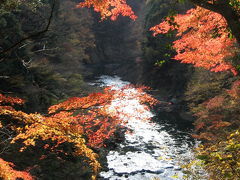 Japan 日暮れをいそぐ紅葉狩り　～ミツバチばあやの冒険～