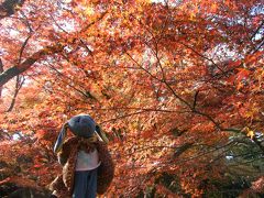 紅葉狩り～　瀬戸岩屋堂＆香嵐渓