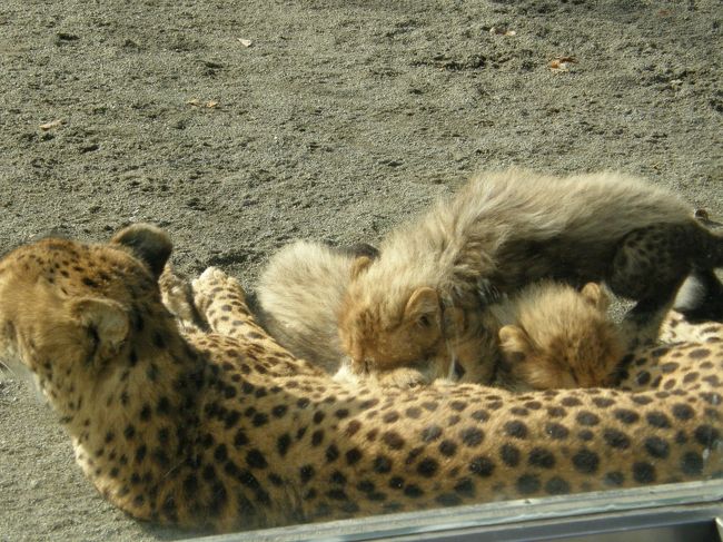 近くに用事があったのでついでに行った多摩動物公園。<br />昨年に続いて２度目。<br /><br />ぐるっとパス２００９があるので入園料はかからない。<br /><br /><br /><br />昨年の多摩動物公園はこちら<br />http://4travel.jp/traveler/yasu_happy_go_lucky/album/10280469/