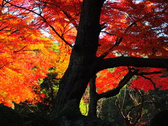 伊勢神宮徴古館の紅葉