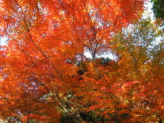 武蔵野の秋、紅葉の時。