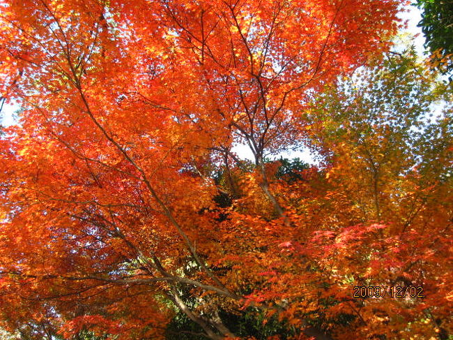 先週の土曜日、深大寺への往復、途中の野川公園、神代公園の紅葉を見、今日又井の頭の紅葉を見た。<br /><br />今日は１２月に入って２日目。暦の上ではもう既に冬だから、季語の上でも秋は終わっているのだろう。<br /><br />しかしこの紅葉。武蔵野の紅葉は秋を代表する。<br /><br />野川に武蔵野、神代に井の頭。どこを取っても甲乙つけ難い。毎年繰り返される紅型の色、紅ガラの紅。<br /><br /><br />＜　武蔵野の　木々紅く染め　日は西に　＞<br /><br /><br />＜　武蔵野に　木々の燃え立つ　秋の午后　＞<br /><br /><br />師走。今年も残すところ、１ヶ月。１年、いろいろなことがありました・・<br />