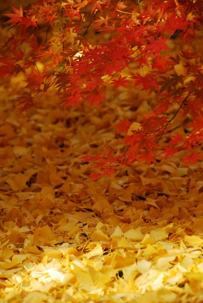 永観堂の紅葉がこんなに素晴らしいものだとは思いもしませんでした！<br /><br />入場料に1000円かかると聞いた時入るのを正直躊躇う。。<br />でも遥々時間をかけてきた京都ではないか。思い切って入ってみた（←ちょっとオーバーでは・・・。）。<br /><br />ここ数年、京都の紅葉を見てきた僕にとっても新たな発見をさせられる、そんな景色を永観堂は魅せてくれました。<br /><br />【写真】京都・永観堂の紅葉と銀杏の葉コラボ
