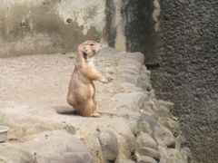 羽村動物園