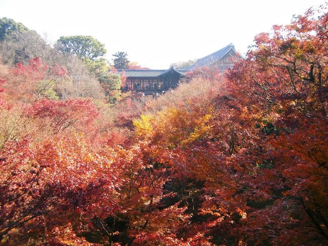 　今年は、１２月に入ってもとても暖かい日が続いています。そこで、京都の紅葉を見に出かけました。<br />　ますは、「東福寺」へ。京都は、やはり素晴らしいです。春は桜、秋は紅葉とお寺が素晴らしく解け合っています。<br />　その後、京都グランビァで、遠く山々の紅葉を見ながら、鉄板焼きの昼食をいただきました。<br />　その後、清水寺、高台寺、円徳院、高台寺「掌美術館」、八坂の塔へと続きます。