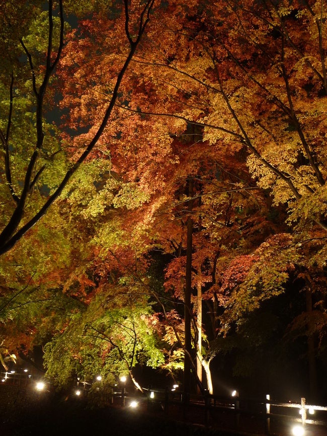 スヌコミュ仲間のおだんごさんを京都の紅葉ライトアップにご案内しようということで、色々考えた結果、比較的空いているだろうと思った北野天満宮『もみじ苑』に行くことにしました。<br /><br />北野天満宮『もみじ苑』についてＨＰより抜粋<br />《北野天満宮の境内西側には、天正19年（1591）豊臣秀吉が洛中洛外の境界また、水防のために築いた土塁「御土居」の一部が残り史跡に指定されている。 <br />その史跡御土居には、現在でもかつてからの自然林が残り、四季に応じ様々な美しさを感じることができる。 <br />なかでも秋の紅葉は菅公がこよなく愛でられた梅と同様に御縁の樹木で、御土居一帯にはおよそ250本、樹齢350年から400年のものが数本あり、菅公の御神徳を偲ぶかのごとく鮮やかに彩られる。 <br />また、御土居にはかつて紙漉き場であった紙屋川が流れており、赤や黄に見事に染まった木々が紙屋川の水面に映え渡り錦秋の世界へ誘う。》