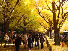 一度は行ってみたいと思っていた明治神宮外苑のイチョウ並木道