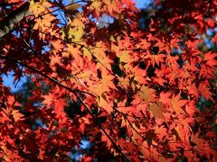 小さな旅●愛知県緑化センター・昭和の森　秋の自然林を歩く