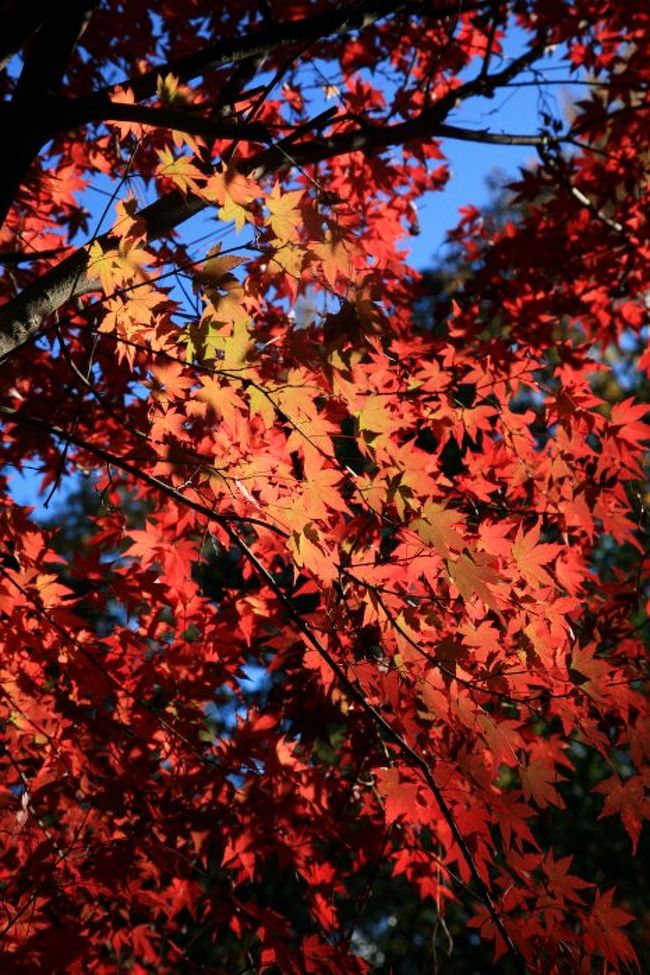 久し振りで、昭和天皇・皇后さまのお手植えの木のある昭和の森を歩いてきました。<br />昭和の森は緑化センターの北側にあり、昭和56年4月、森や木とのつきあい方を、楽しみながら考える施設として造られられました。自然林を生かした森や施設の総面積は、約207ha。<br /><br />写真は、昭和の森の紅葉。