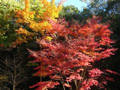 東山動植物園の紅葉