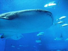 はいさい～！沖縄⑦　～3日目　『沖縄美ら海水族館』初めまして、ジンベエザメさん～