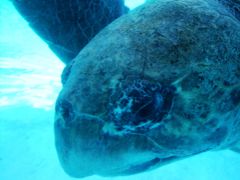 はいさい～！沖縄⑧　～3日目　『沖縄美ら海水族館』外コーナー　編