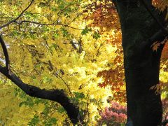 上野のお山の紅葉は?(　『聖地チベット・ポタラ宮と天空の至宝』展を見がてら♪)