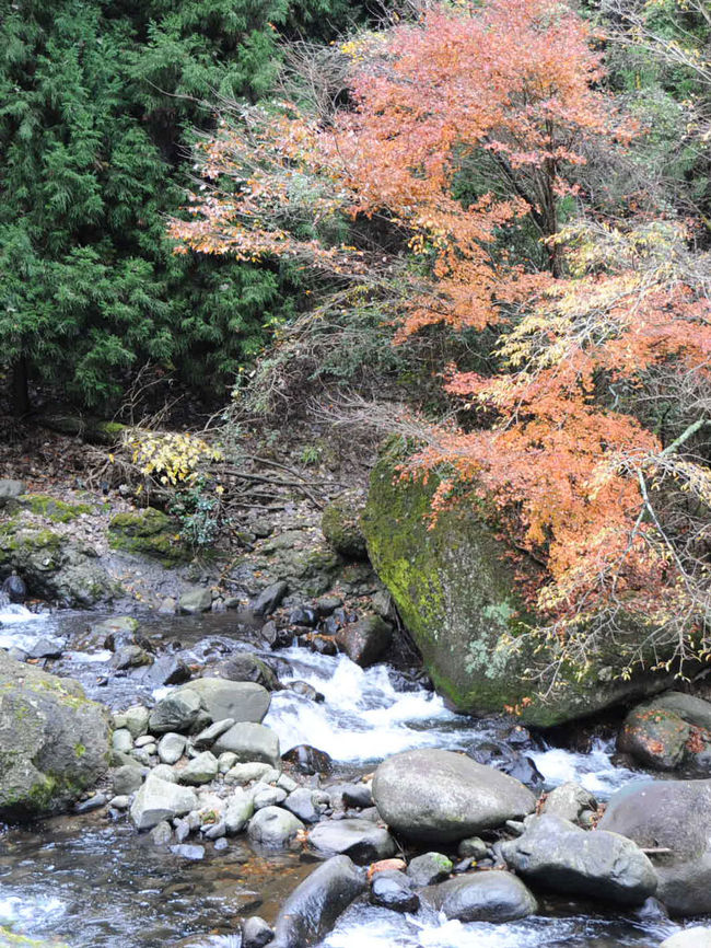 伊豆市の湯ヶ島温泉から持越川を上って仁科峠から宇久須に下りました。<br />そのレポートです。