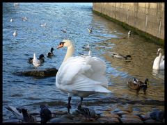 セーヌの鳥たち（PARIS）