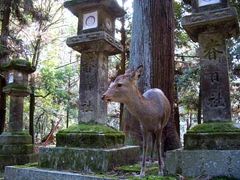 070105-07奈良、鹿天国だけどそれだけじゃない（1）