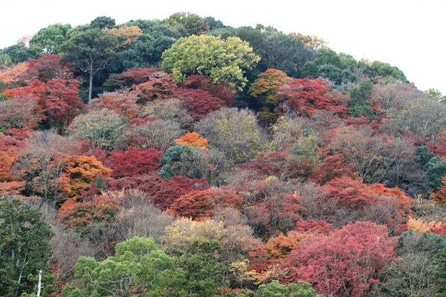 京都郊外の紅葉の名所、嵐山の紹介です。桂川に架かる渡月橋付近の光景です。