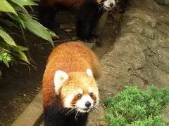 080625平日のみなとみらい～野毛山散策（主に動物園）