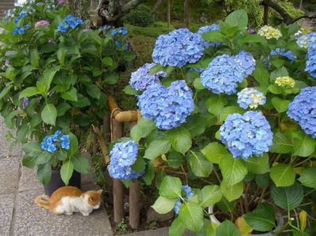 近場の鎌倉を開拓もかねて、地図片手に一日歩き旅。幸い雨含みの空はなんとか曇りを保ってくれました。 <br />有名なスポットはもちろん評判に違わず素晴らしかったけど、それほど注目されていないところもまた期待以上によかったのでした。そして紫陽花のすばらしいこと。<br />ひとりフラフラするからこその発見も。。<br /><br />http://mimeika.blog13.fc2.com/blog-entry-124.html