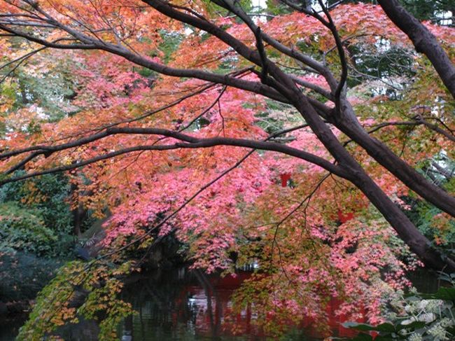 先日、会社でＪＲ東海の京都の紅葉のＣＭ話で盛り上がった。それで日帰り京都紅葉ツアーはどうかということでスケジュールを次のように組んでみた。<br />・金曜日、仕事の後深夜バスで新宿→京都へ（あるかは不明）<br />・早朝、美味しい京都駅近くのラーメン屋で朝食（ここはやっているらしい）<br />・その後、紅葉を見に行き、また高速バスで東京へ戻る。<br />という弾丸だった。皆、年考えろってことで笑い話で終わった。<br />でも紅葉はちょっと見たいなと思い、ホテルニューオータニの日本庭園を思い出し行って見ることに。ま、雲泥の差だけど癒されました。たまにはいいね。日本庭園も。季節ごとに色が変わって。そして都心のど真ん中。次はここでランチもね。。。。