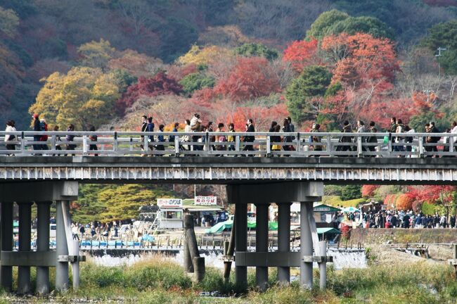 2009秋、嵐山の紅葉(2/3)：桂川、渡月橋、榎古木、シラサギ、川鵜、渡月小橋、錦の嵐山