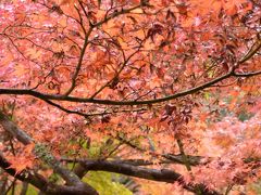 京都旅行記④　岩倉実相院・東福寺　雨の紅葉狩り